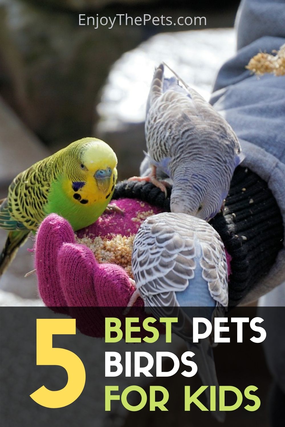 5 of the Best Pet Birds for Kids