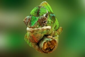 6 Care Tips for Chameleons! - Enjoy The Pets