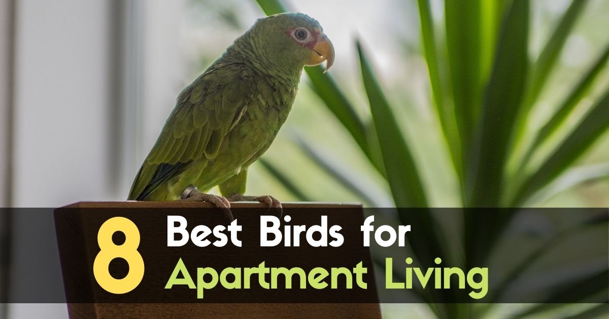 8 Best Birds for Apartment Living! Enjoy The Pets