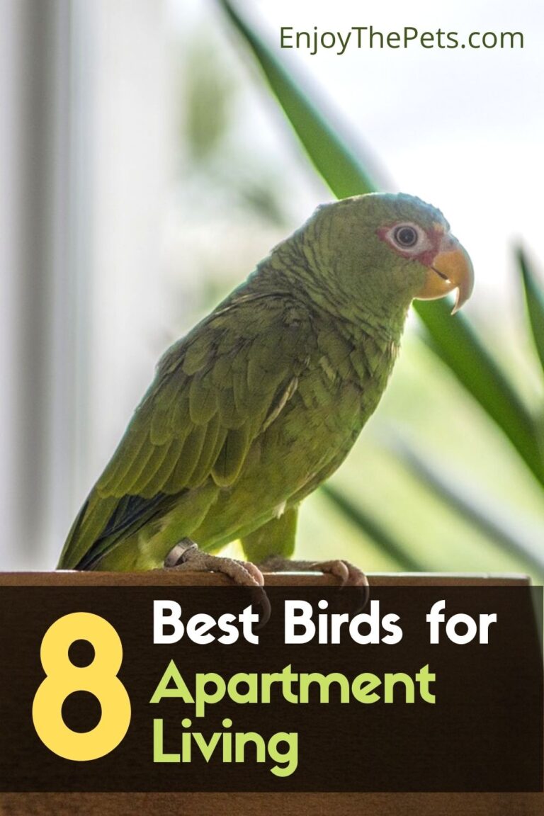 8 Best Birds for Apartment Living! Enjoy The Pets