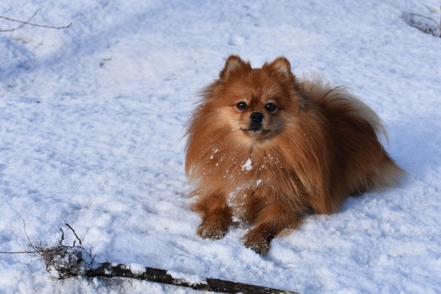 All about the Pomeranian Dog