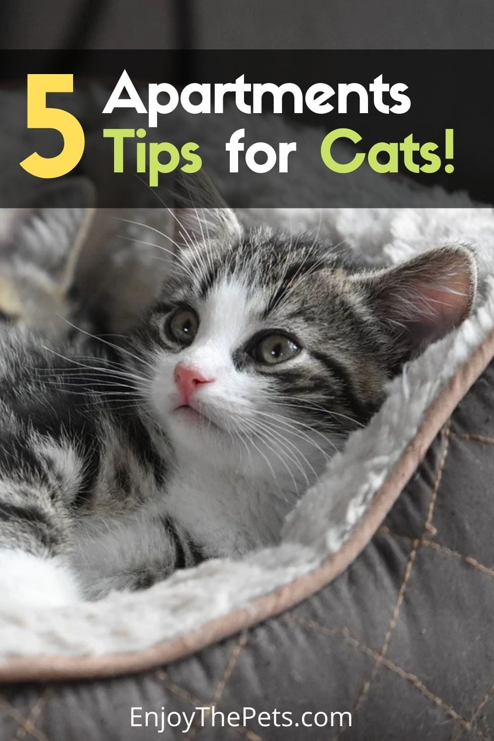Apartments Tips for Cats