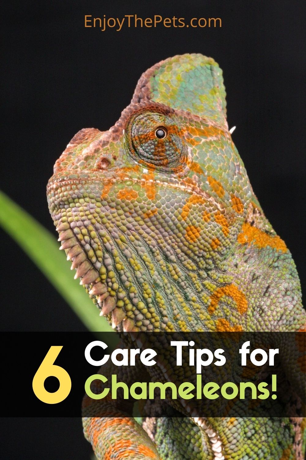 Care Tips for Chameleons