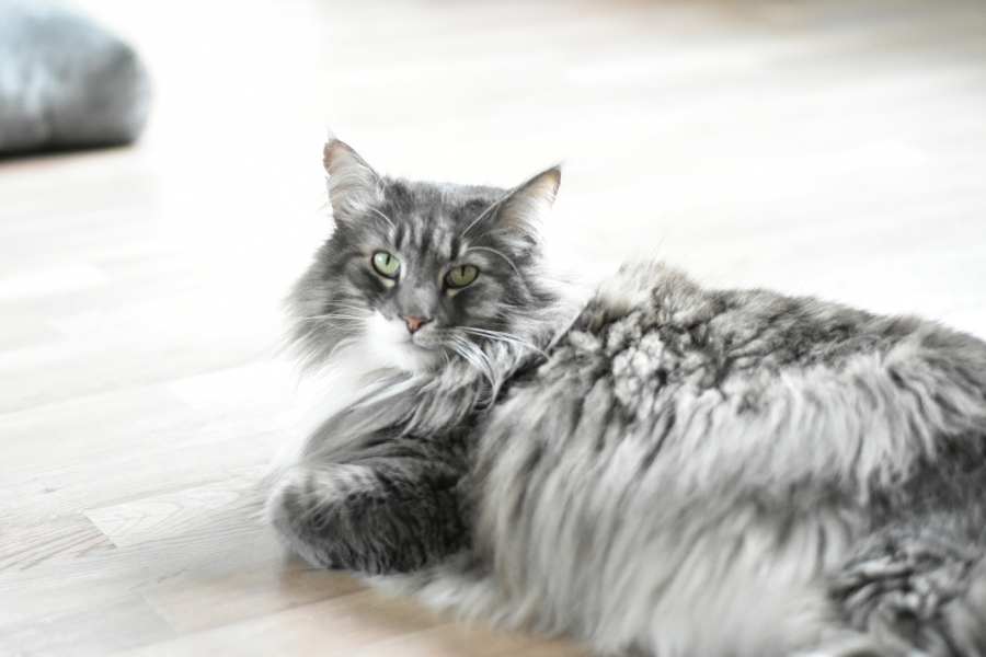 Caring for a Norwegian Forest Cat