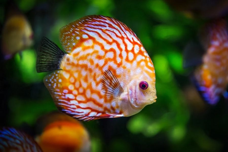 Discus Fish Care and Breeding Guide