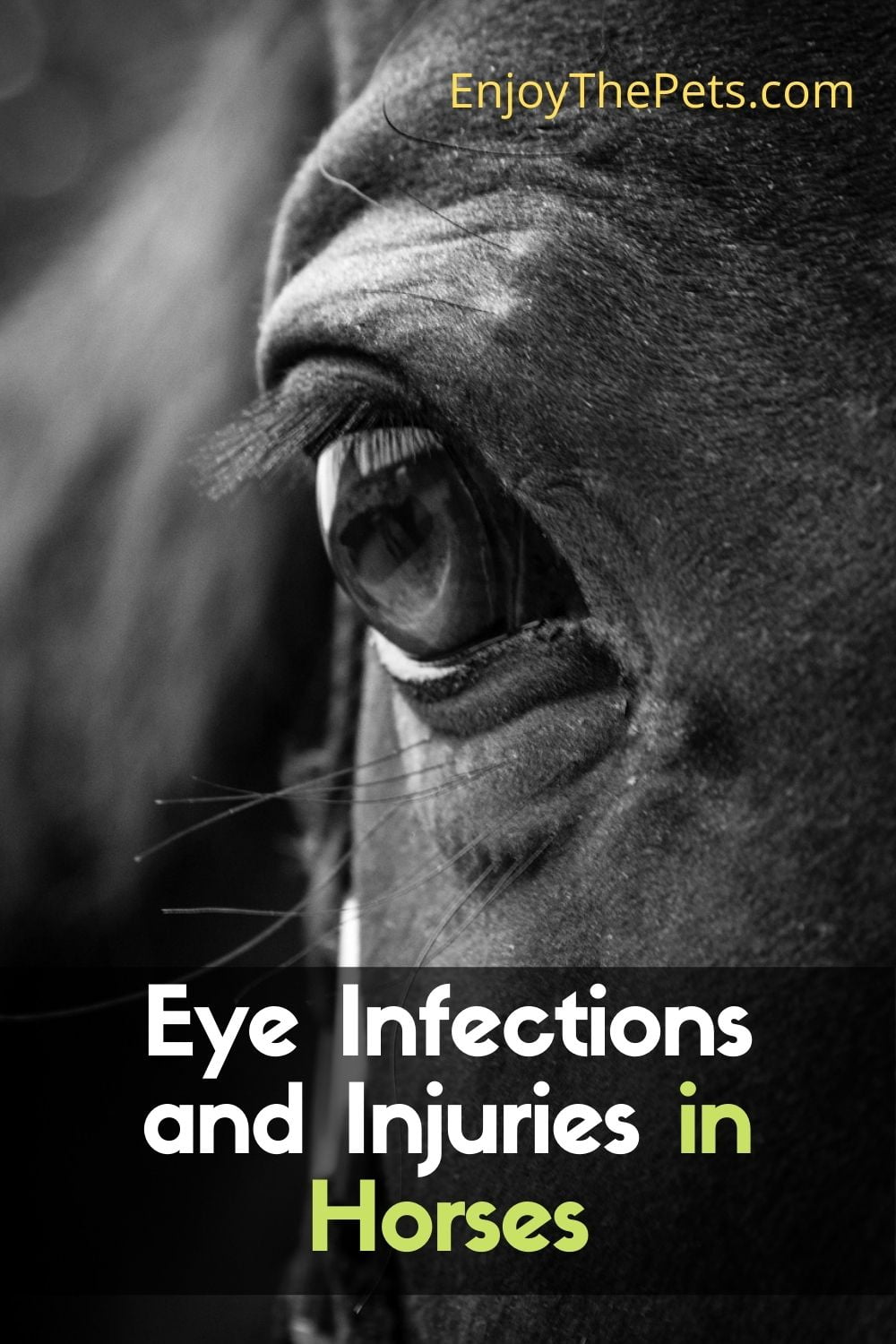 Eye Infections and Injuries in Horses