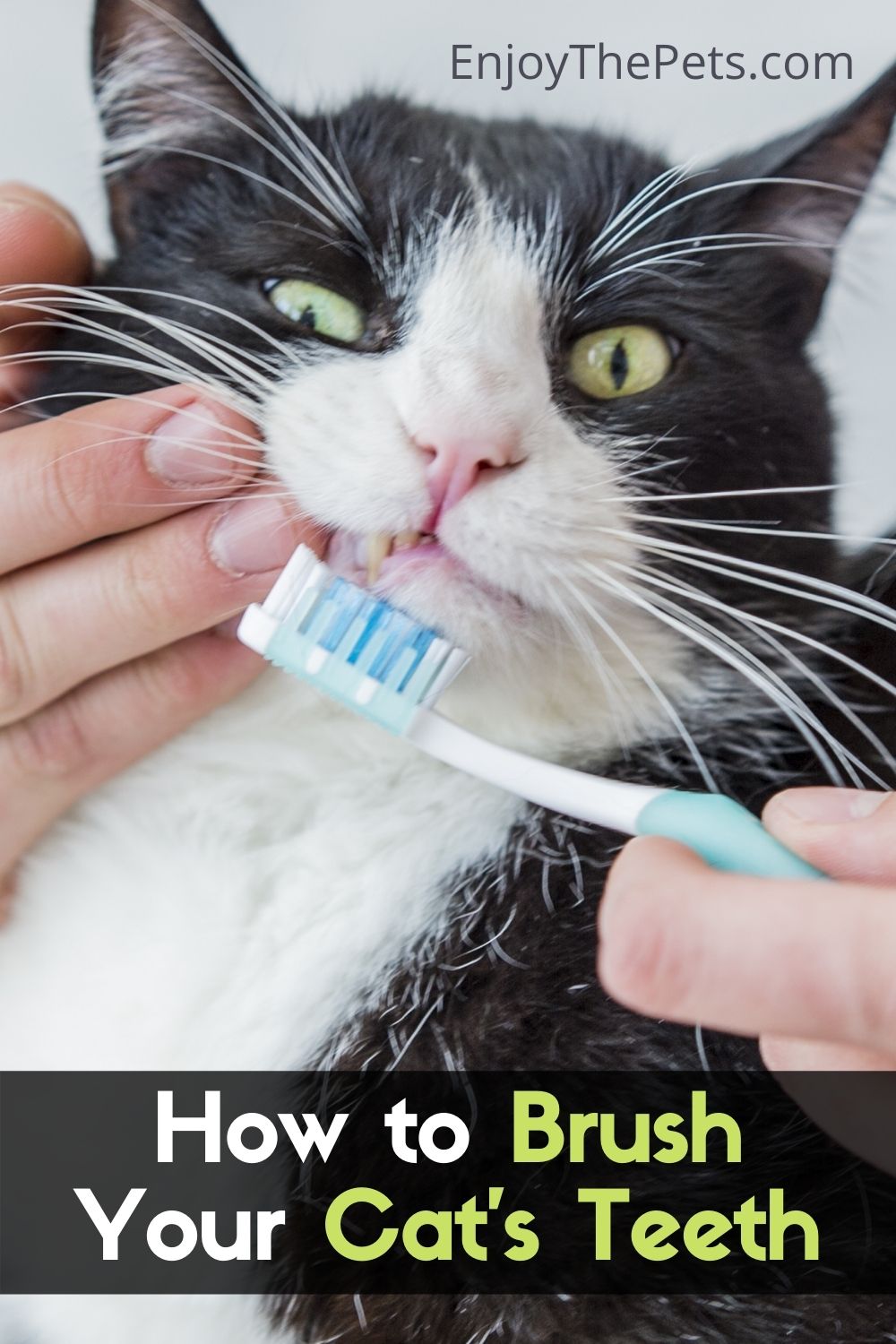 How to Brush Your Cat Teeth