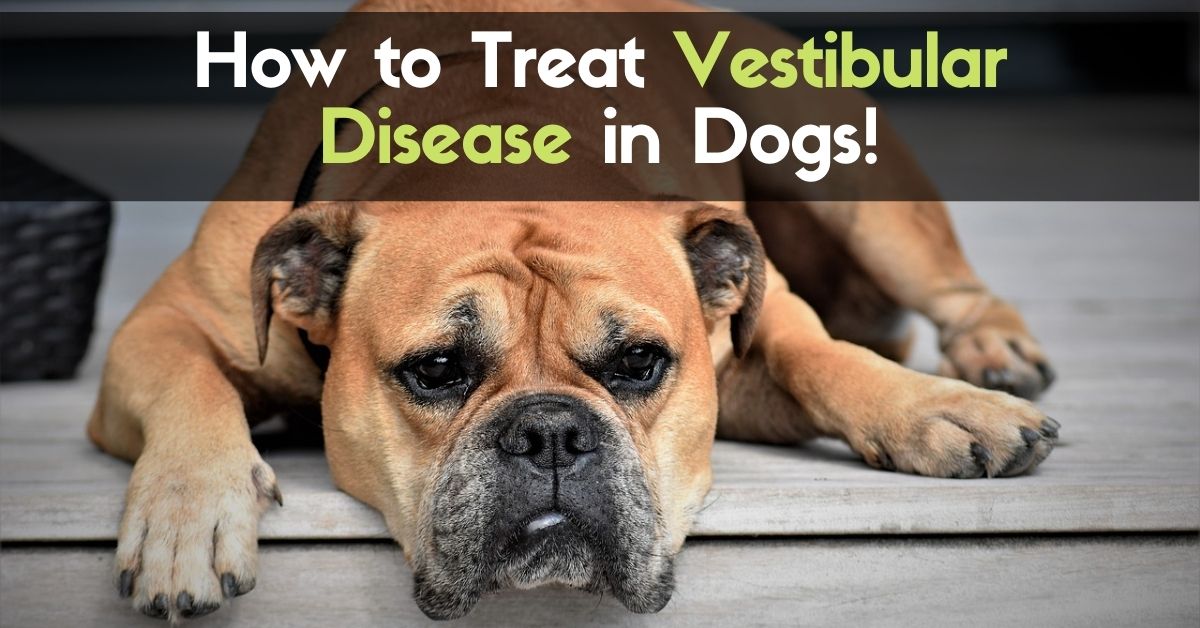 How to Treat Vestibular Disease in Dogs Enjoy The Pets