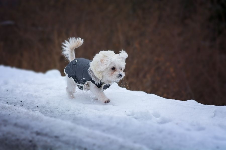 Should I Put a Winter Coat on My Dog?