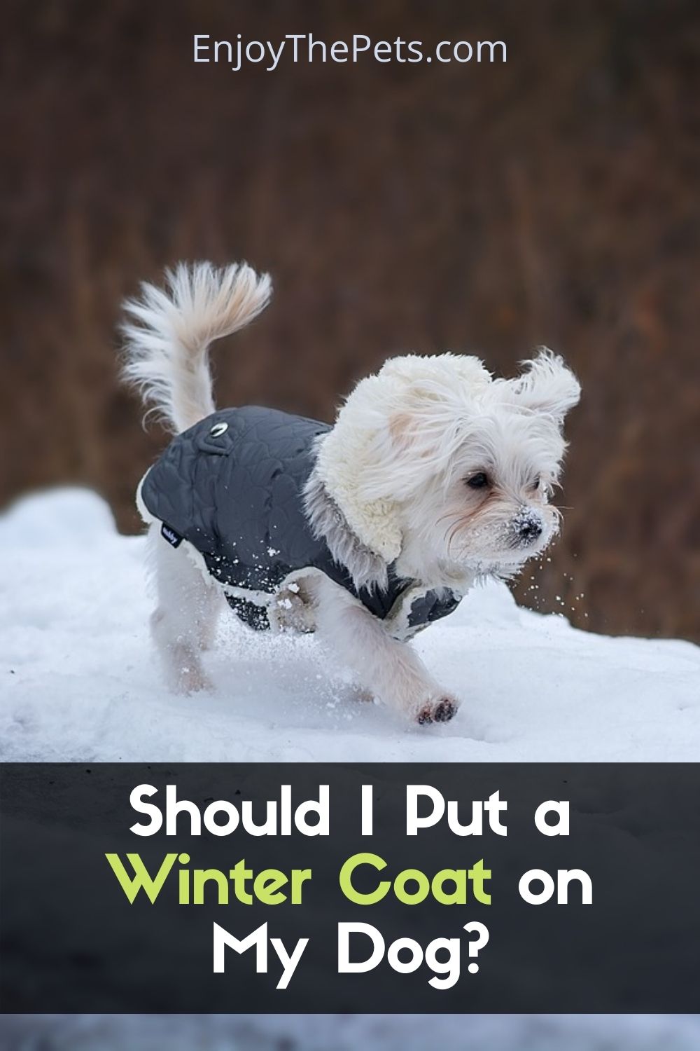 Should I Put a Winter Coat on My Dog