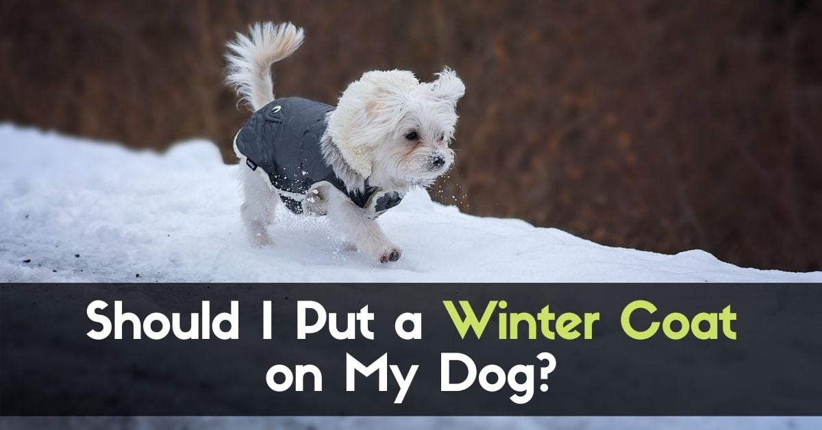 Should I Put a Winter Coat on My Dog? Enjoy The Pets