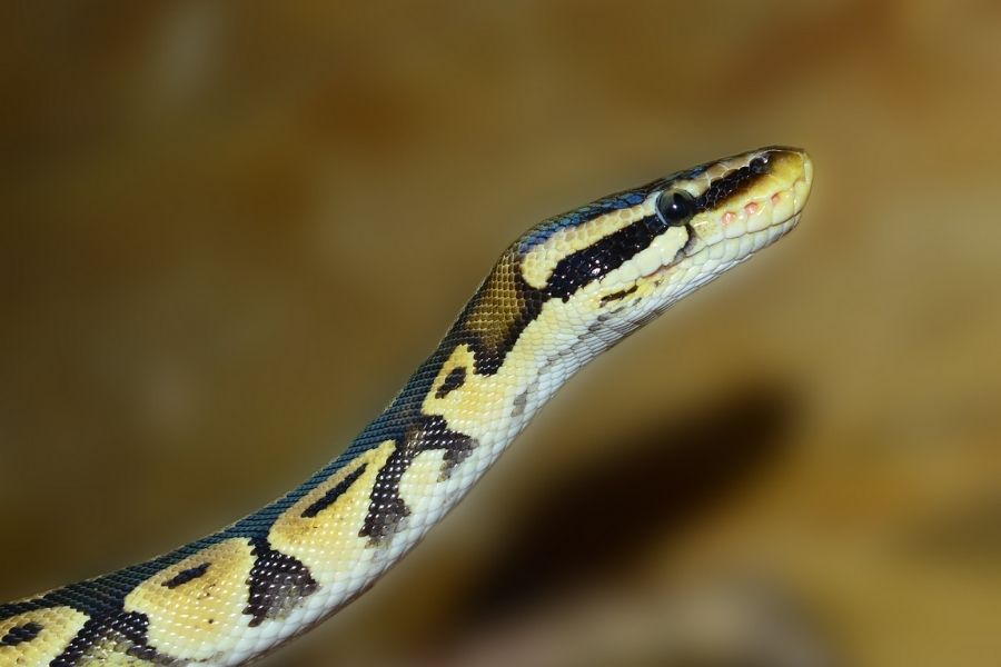 The 5 Best Reptiles Pets For Beginners