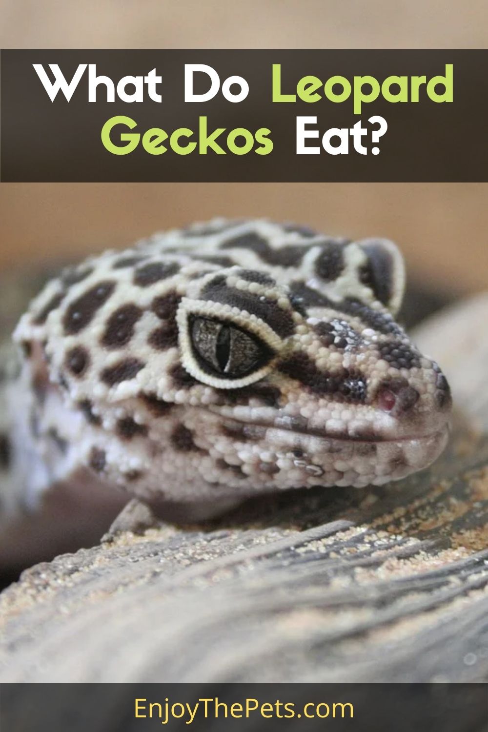 What Do Leopard Geckos Eat_