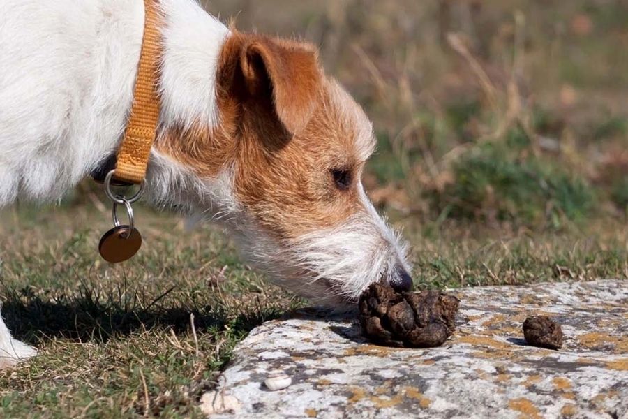 Why Do Dogs Eat Poop