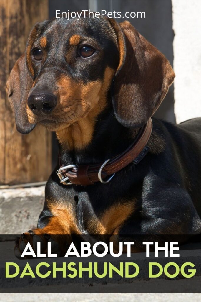 Dachshund Dog Breed Profile (Characteristics, Care and Tips) - Enjoy ...
