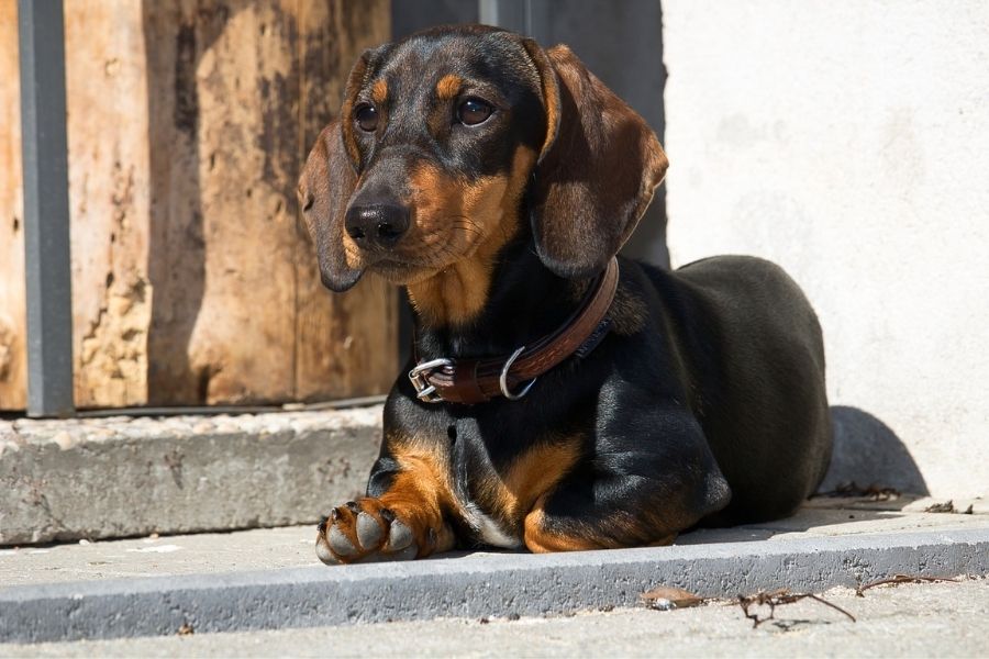 Dachshund Dog Breed Profile Characteristics Care and Tips