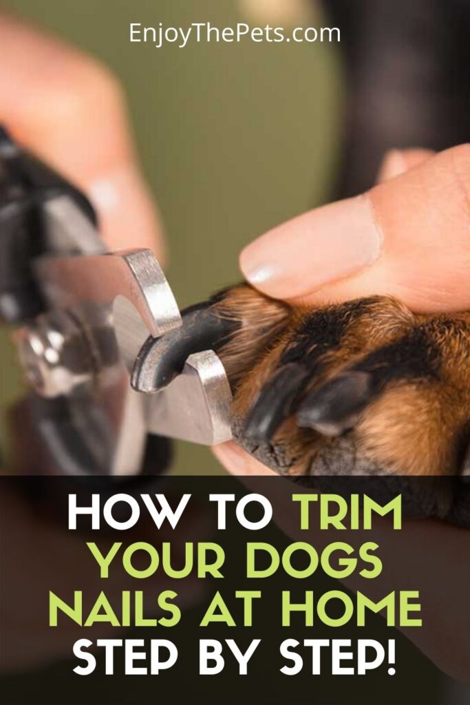 How to Trim Your Dogs Nails at Home Step by Step! - Enjoy The Pets
