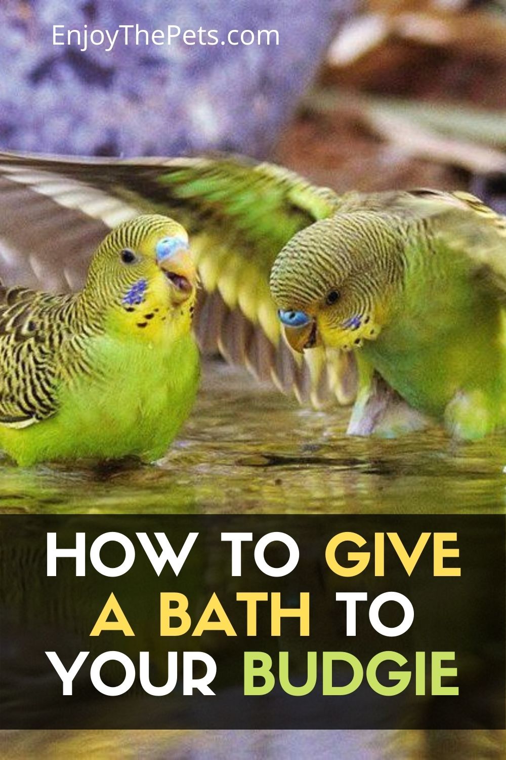 How to Give a Bath to Your Budgie