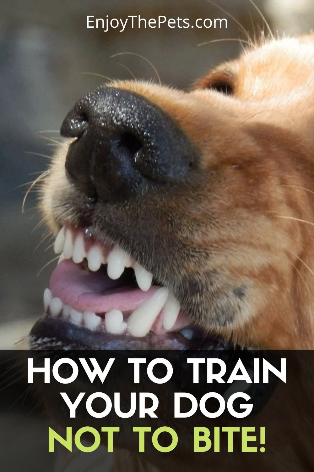 How to Train Your Dog or Puppy Not to Bite