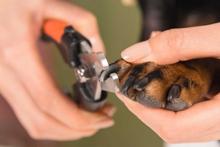 How to Trim Your Dogs Nails at Home Step by Step! Enjoy The Pets