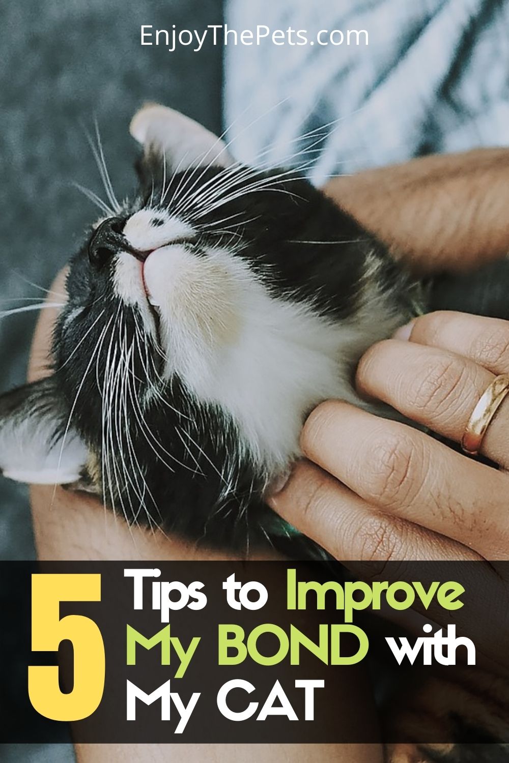 Improve the bond with your cat