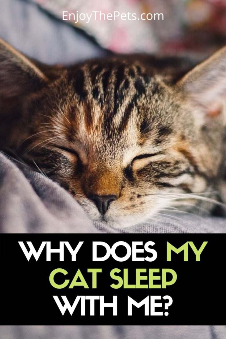 Why Does My Cat Sleep With Me? - 5 Reasons You'll Love to Know - Enjoy ...