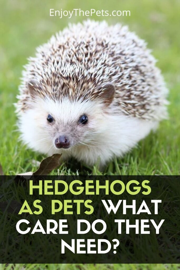Hedgehogs as Pets, is it a Good Idea? What CARE do They Need? Enjoy