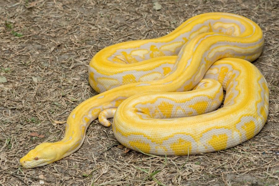 The Reticulated Pythons
