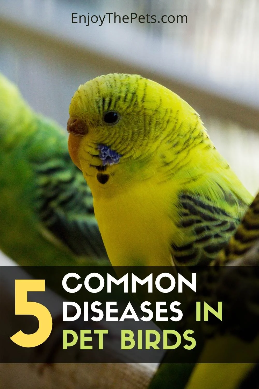 5 Common Diseases in Pet Birds