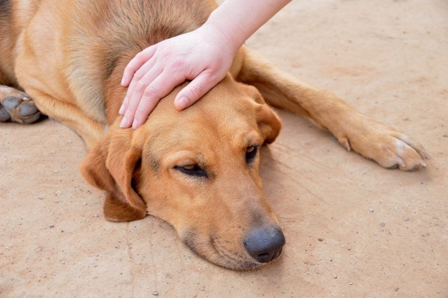 Causes of anemia in dogs