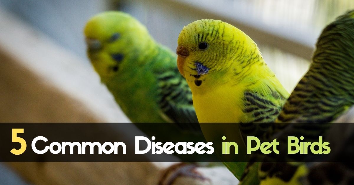 5 Common Diseases in Pet Birds Enjoy The Pets