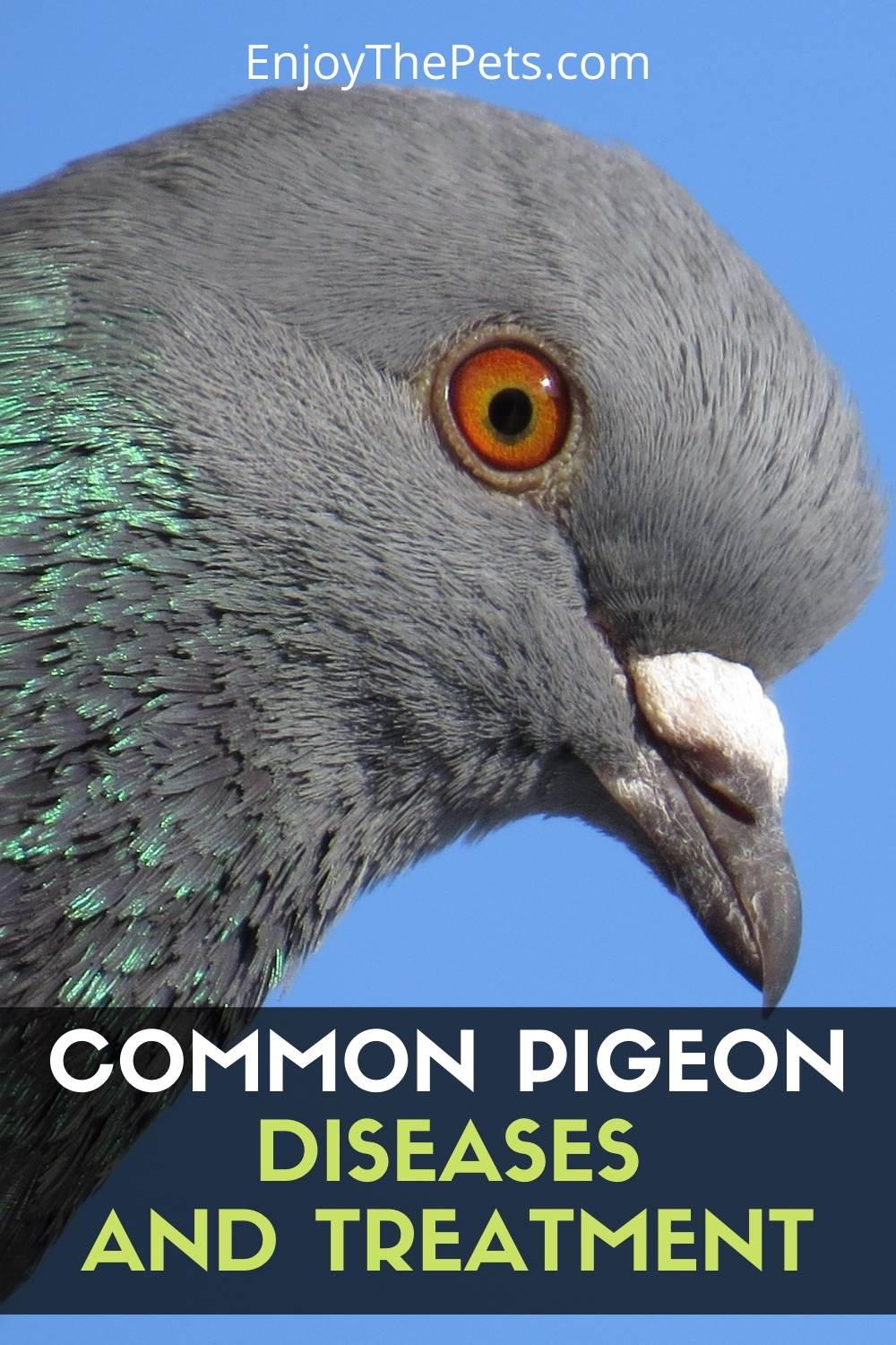 Common Pigeon Diseases and Treatment