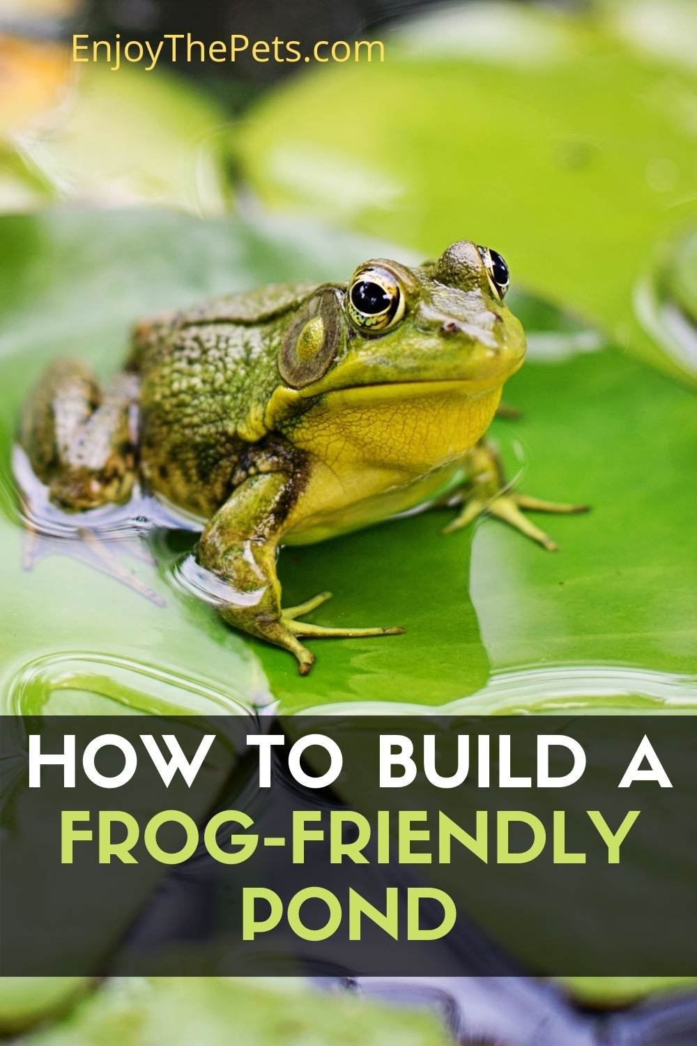 How to Build a Frog-Friendly Pond