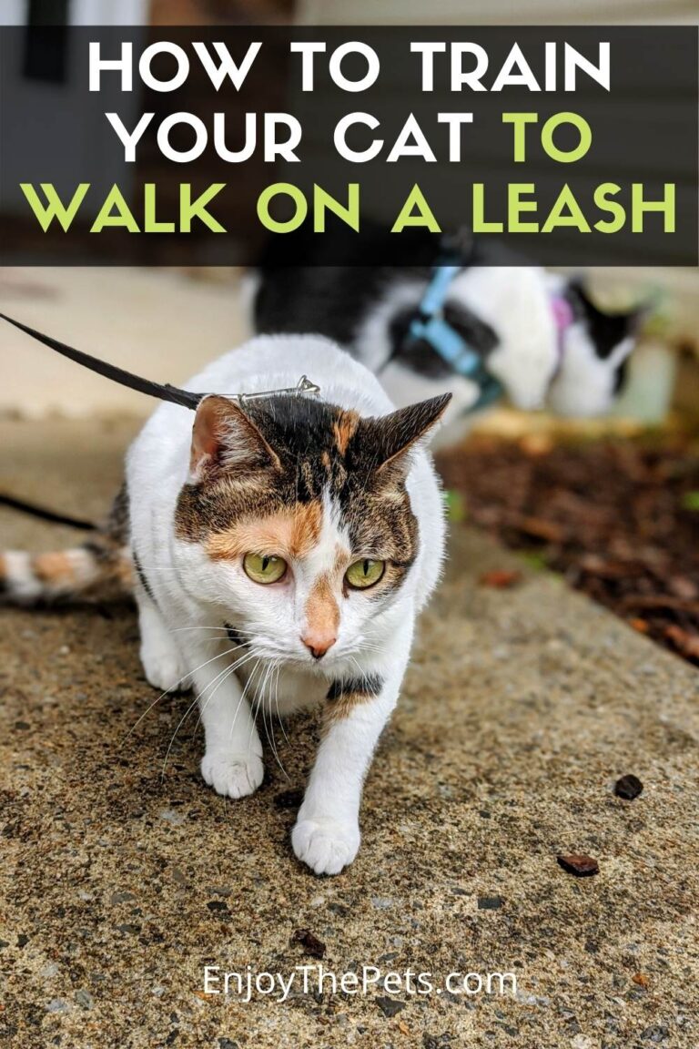 How to Train Your Cat to Walk on a Leash - Enjoy The Pets