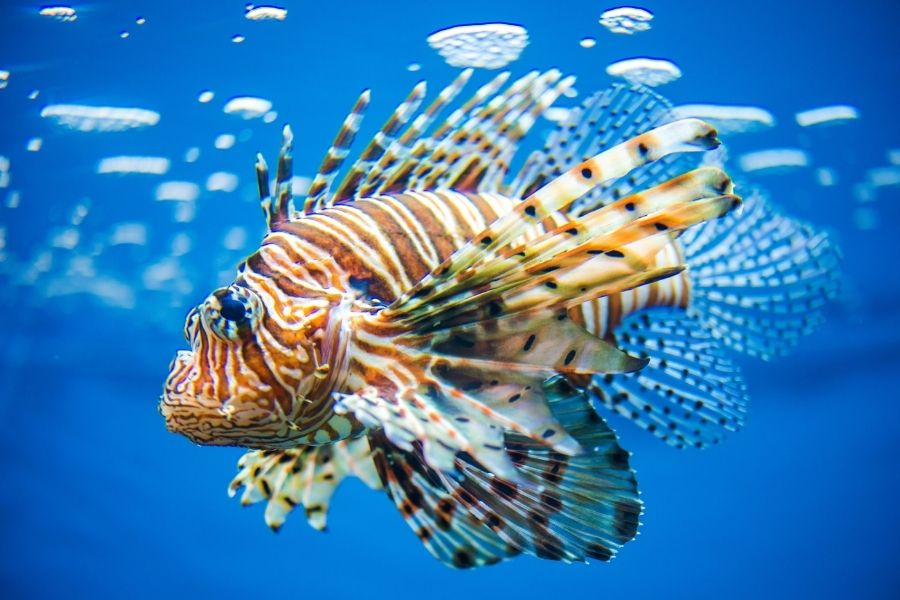 The Lionfish (Species Profile, Characteristics, and Care Guide)