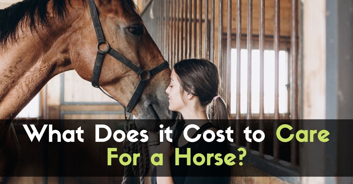 How does it Cost to Take Care of a Horse? Enjoy The Pets