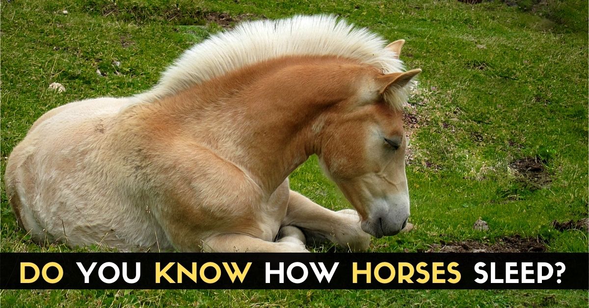 Do You Know How Horses Sleep? Enjoy The Pets