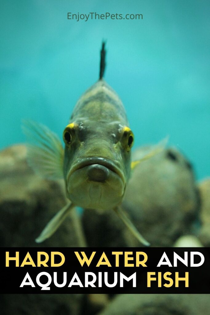 Hard Water and Aquarium Fish Enjoy The Pets