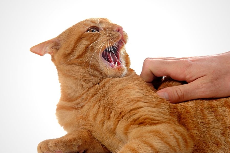 HOW TO STOP PETTING AGGRESSION IN CATS 2