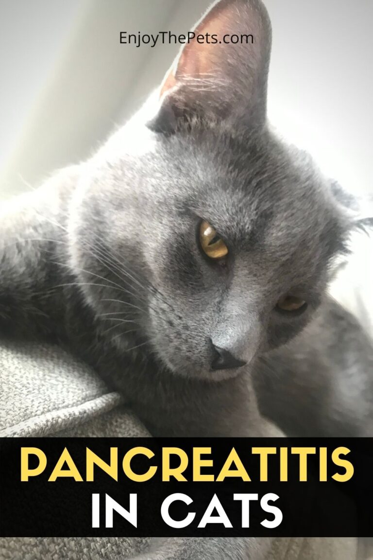 Pancreatitis in Cats Enjoy The Pets