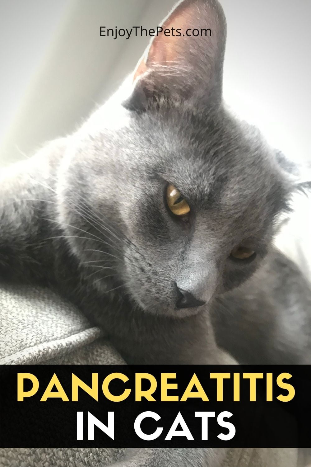 PANCREATITIS IN CATS