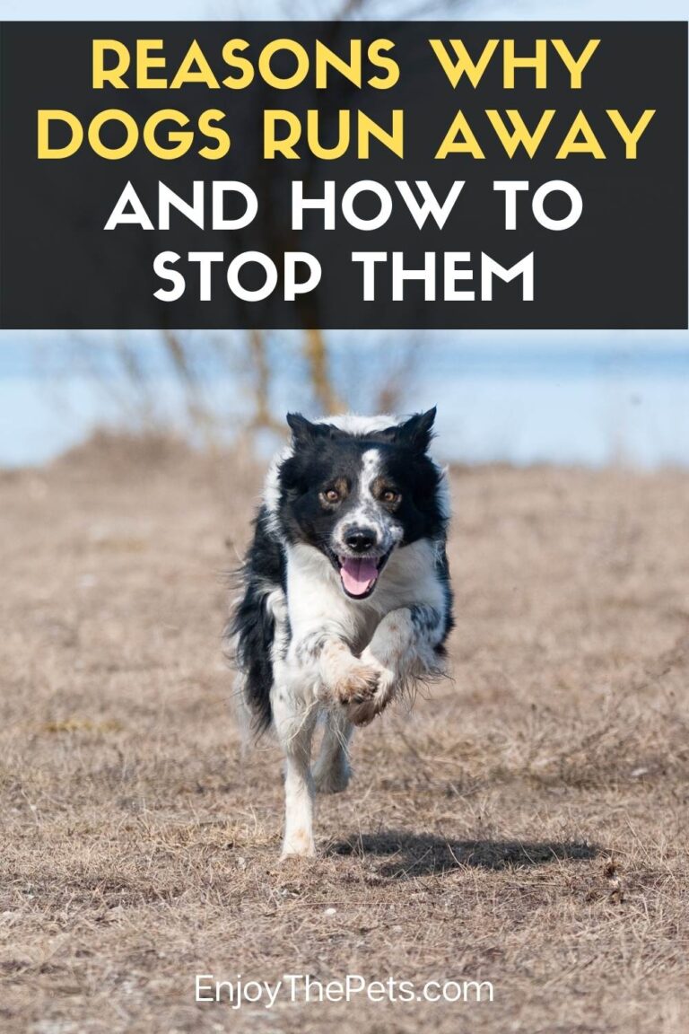 Reasons Why Dogs Run Away and How to Stop Them Enjoy The Pets