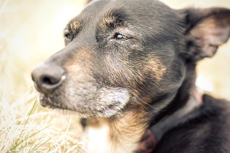 SKIN CANCER IN DOGS 3