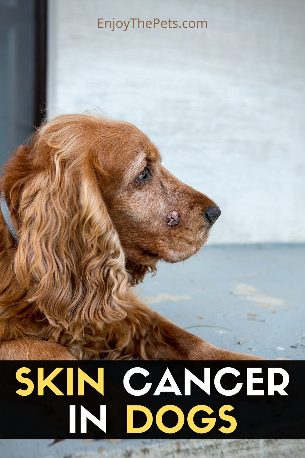 SKIN CANCER IN DOGS