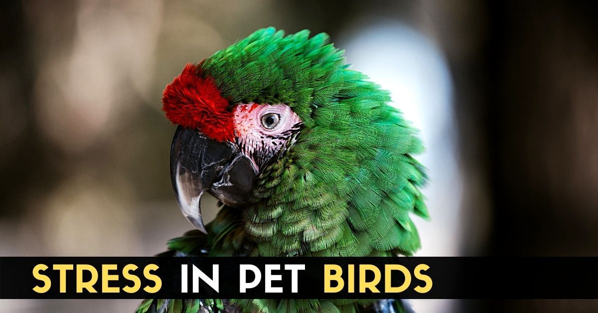 Stress in Pet Birds Enjoy The Pets
