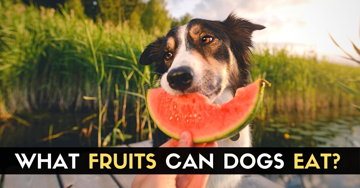 What Fruits Can Dogs Eat? Enjoy The Pets
