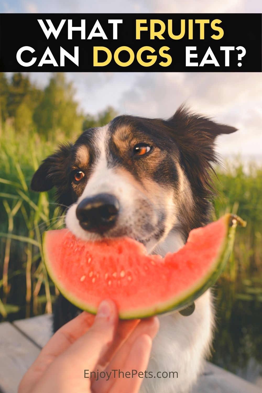 WHAT-FRUITS-CAN-DOGS-EAT