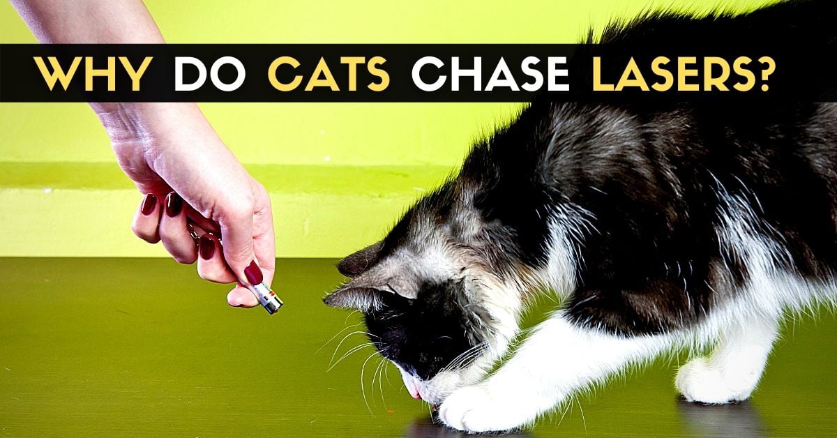 Why Do Cats Chase Lasers? Enjoy The Pets