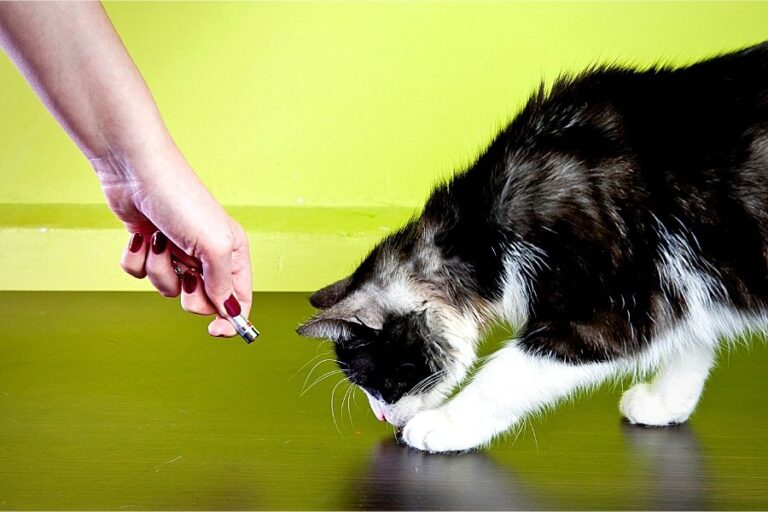 Why Do Cats Chase Lasers? Enjoy The Pets