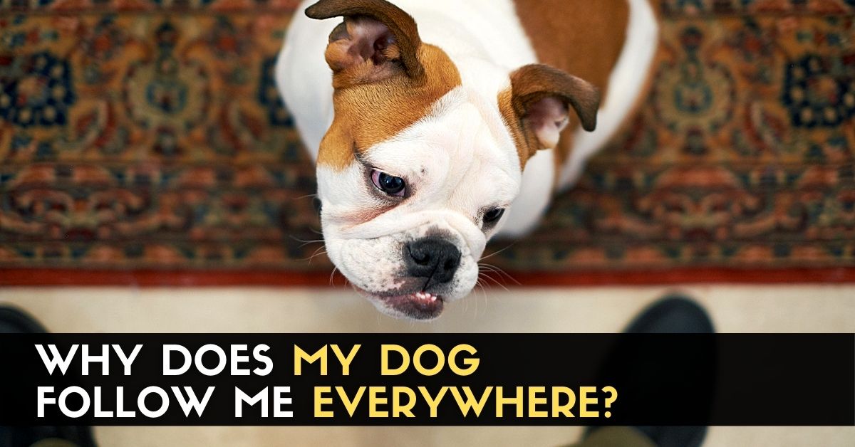 Why Does My Dog Follow Me Everywhere? Enjoy The Pets